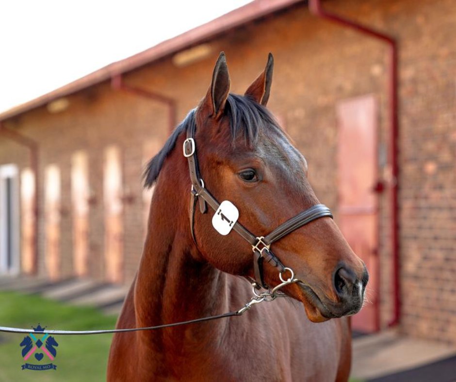 RoyalMoStallion's tweet photo. LOT 1: Starting the August Two Year Old Sale on a high with MO KING by ROYAL MO out of Kantara Queen. 🐎
·
#horses #horseracing https://t.co/JOwjag0xnr