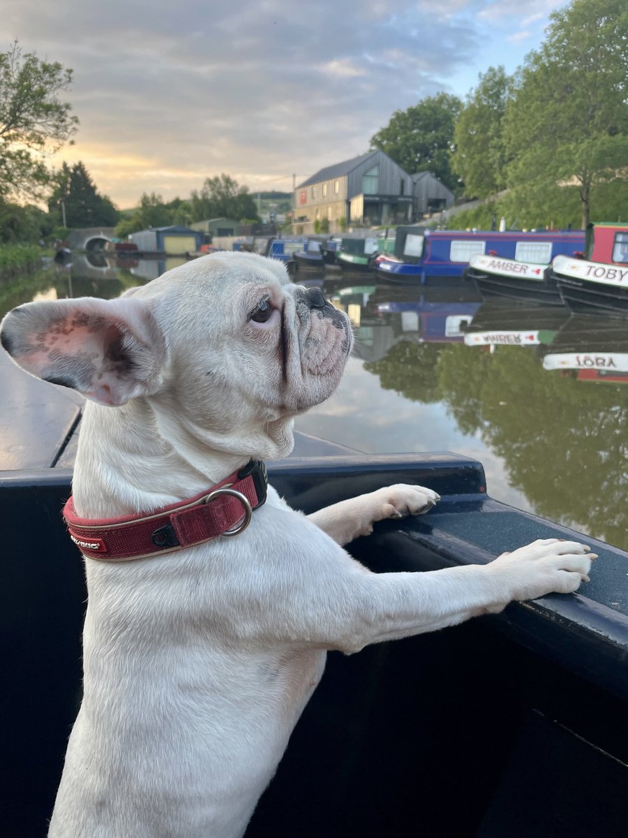 SilsdenBoats's tweet photo. It’s national dog day today. Let’s see your dogs cruising the system. #NationalDogDay https://t.co/agP7g4ozAJ