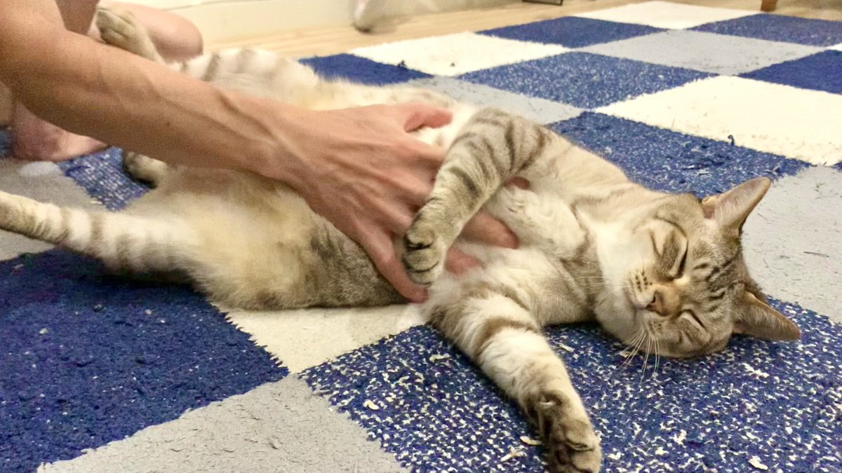 お腹マッサージでゴロゴロが鳴り止まない猫

youtu.be/W6NHwDKy_T0