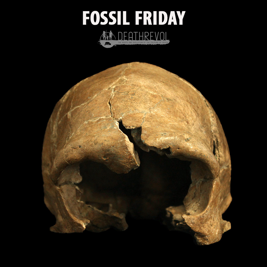 La Quina H5. 
𝘏𝘰𝘮𝘰 𝘯𝘦𝘢𝘯𝘥𝘦𝘳𝘵𝘩𝘢𝘭𝘦𝘯𝘴𝘪𝘴
About 65,000 years old

#fossilfriday #fossil #bioarchaeology #forensicanthropology #physicalanthropology #skull #pleistocene #antropologiafisica #fecyt #osteoarchaeology #archeology