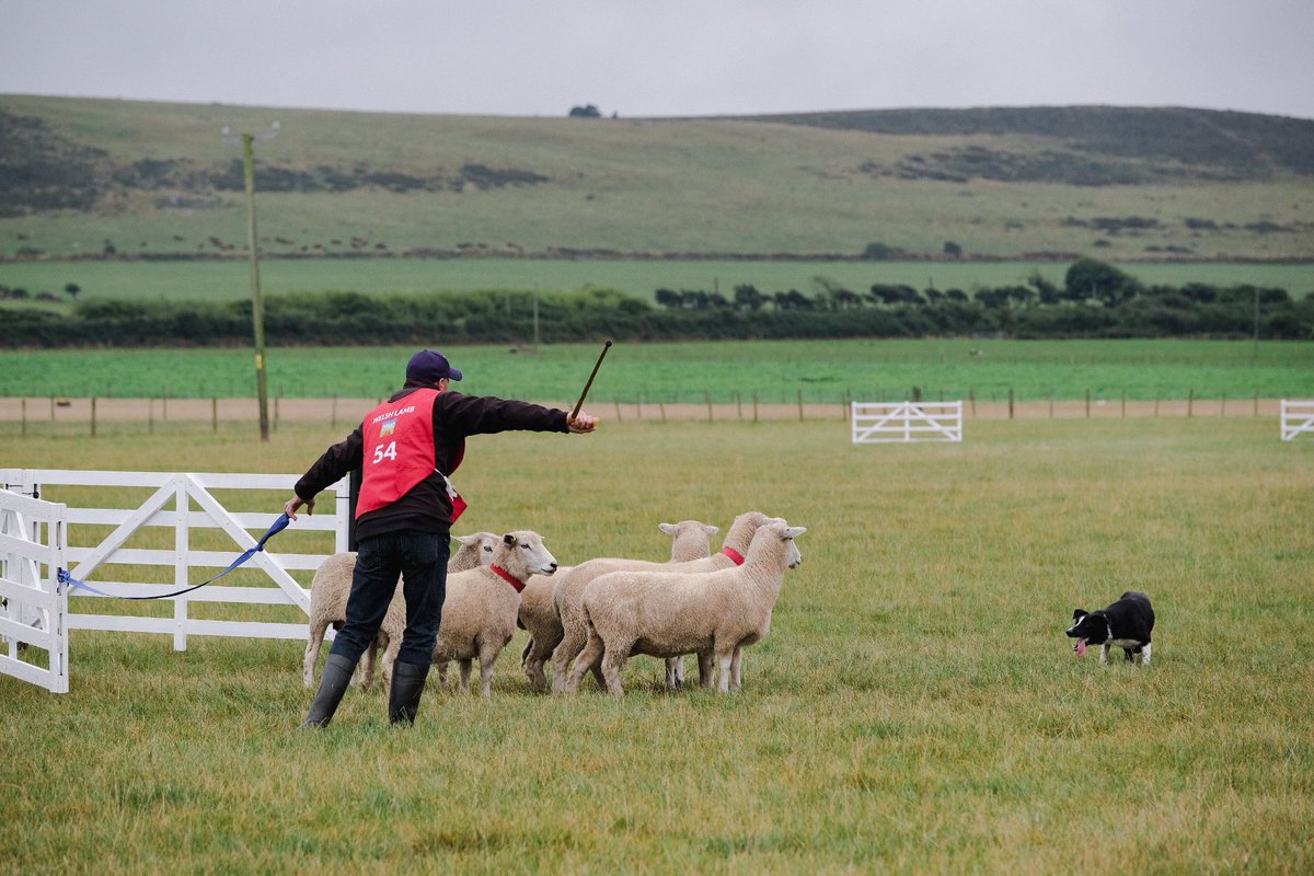 Sheepdog Editor tweet media