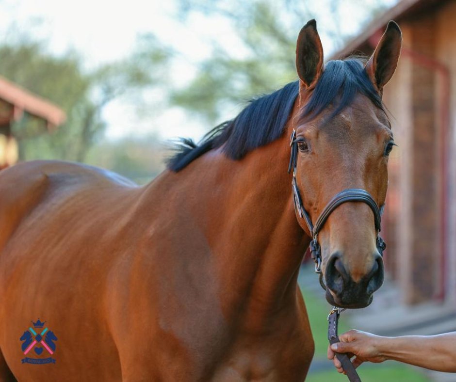 RoyalMoStallion's tweet photo. LOT 20: AMBER MO by ROYAL MO out of Maverick Girl. She has presence! Come check this special filly out. 🐎
·
#horses #horseracing https://t.co/UgywIT1F2L