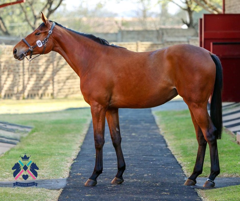 RoyalMoStallion's tweet photo. LOT 20: AMBER MO by ROYAL MO out of Maverick Girl. She has presence! Come check this special filly out. 🐎
·
#horses #horseracing https://t.co/UgywIT1F2L