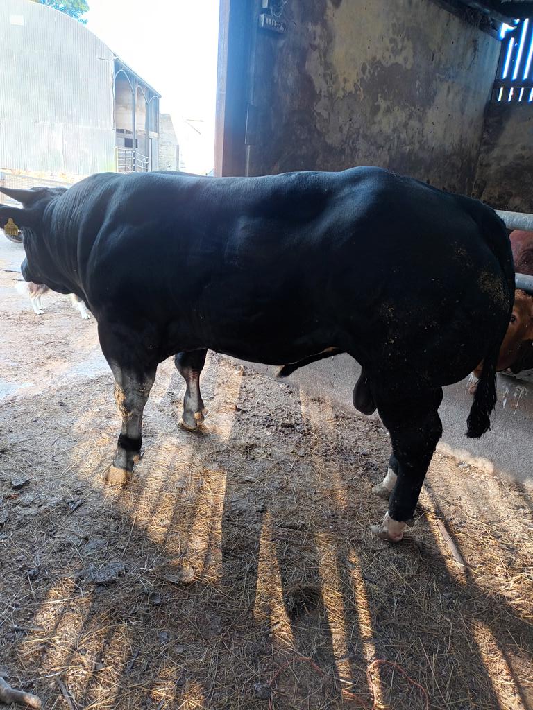 deadweightfarm's tweet photo. 14 month old bull out of BB4295 @eurogeneai killed 5th of August liveweight leaving the yard 663kgs died 438.7kgs with a killout of 66% graded E=2+. Was housed for 117 days ate on average 12.8kgs of meal a day and had a daily liveweight gain of 1.94kgs https://t.co/5JiB1jRDfB