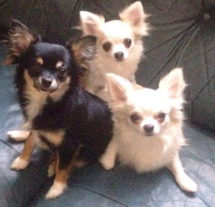 Happy national dog day!
We thought we'd #celebrate by sharing some photos of our own #dogs for everyone to enjoy.

#nationaldogday #pets #dogsoftwitter