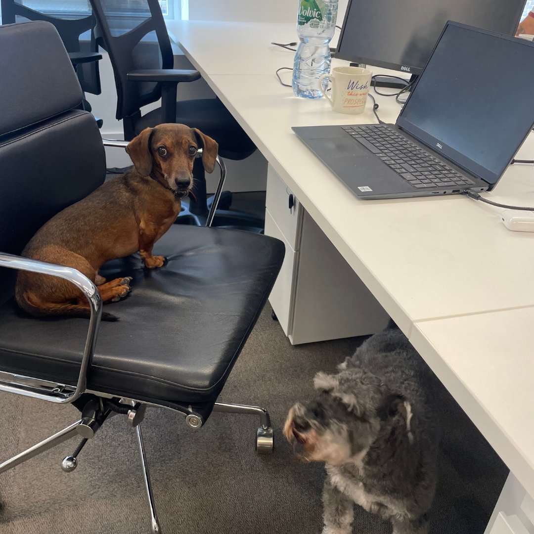 Happy #InternationalDogDay to our favourite four-legged colleagues🐶Their typing skills leave a lot to be desired, but their excitement & willingness to get involved in everything (quite literally) is second to none! #officedogs #companyculture #FridayFeeling
