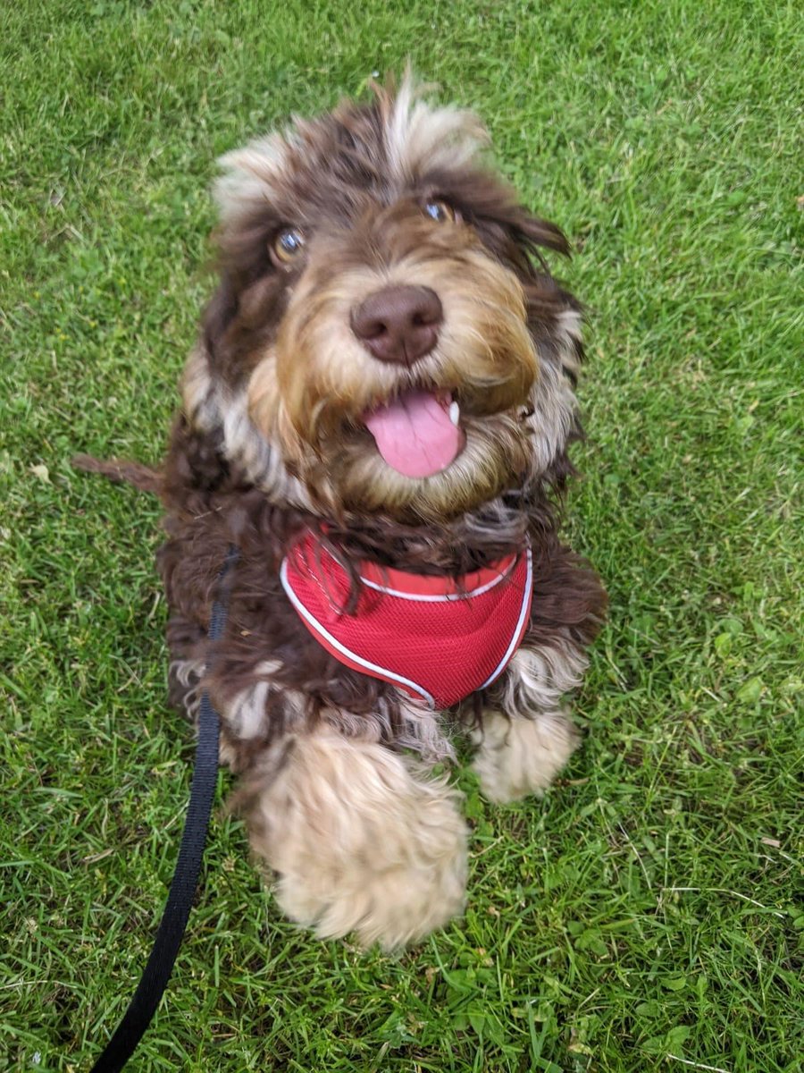 Here's Part 2 for our #NationalDogDay celebrations!
#dogs #dogsoftwitter