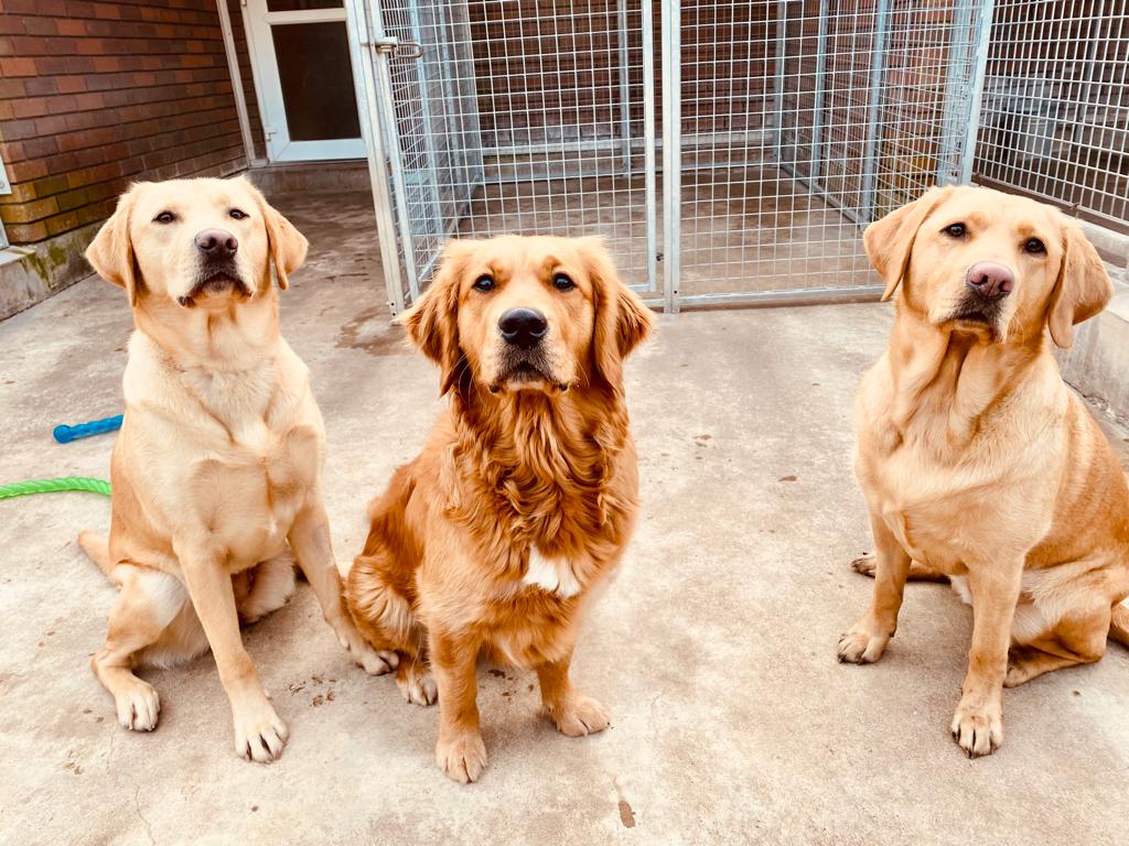 Happy #InternationalDogDay from everyone at Guide Dogs!🐶

⬇️A thread of ten guide dogs that want to wish you a Happy Dog Day...

[VD: See ALT text on all images.]