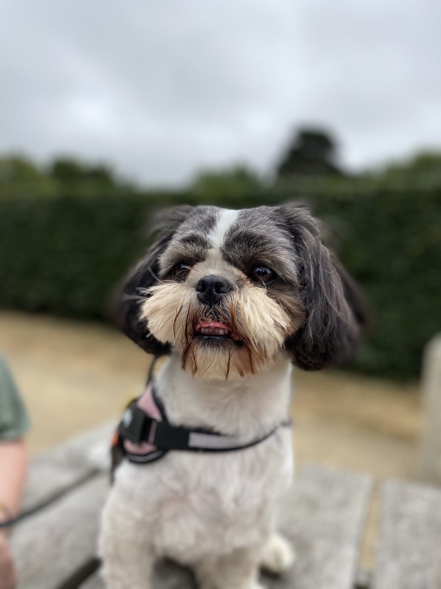 mramann's tweet photo. Love this little girl 🐾 #InternationalDogDay @Millyschooldog https://t.co/VUJaUFPKyD