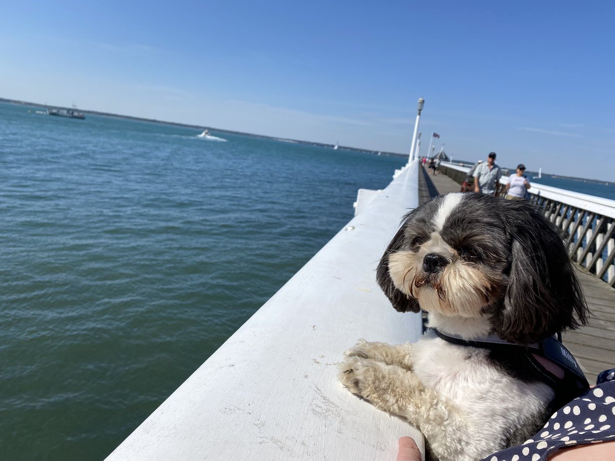 mramann's tweet photo. Love this little girl 🐾 #InternationalDogDay @Millyschooldog https://t.co/VUJaUFPKyD