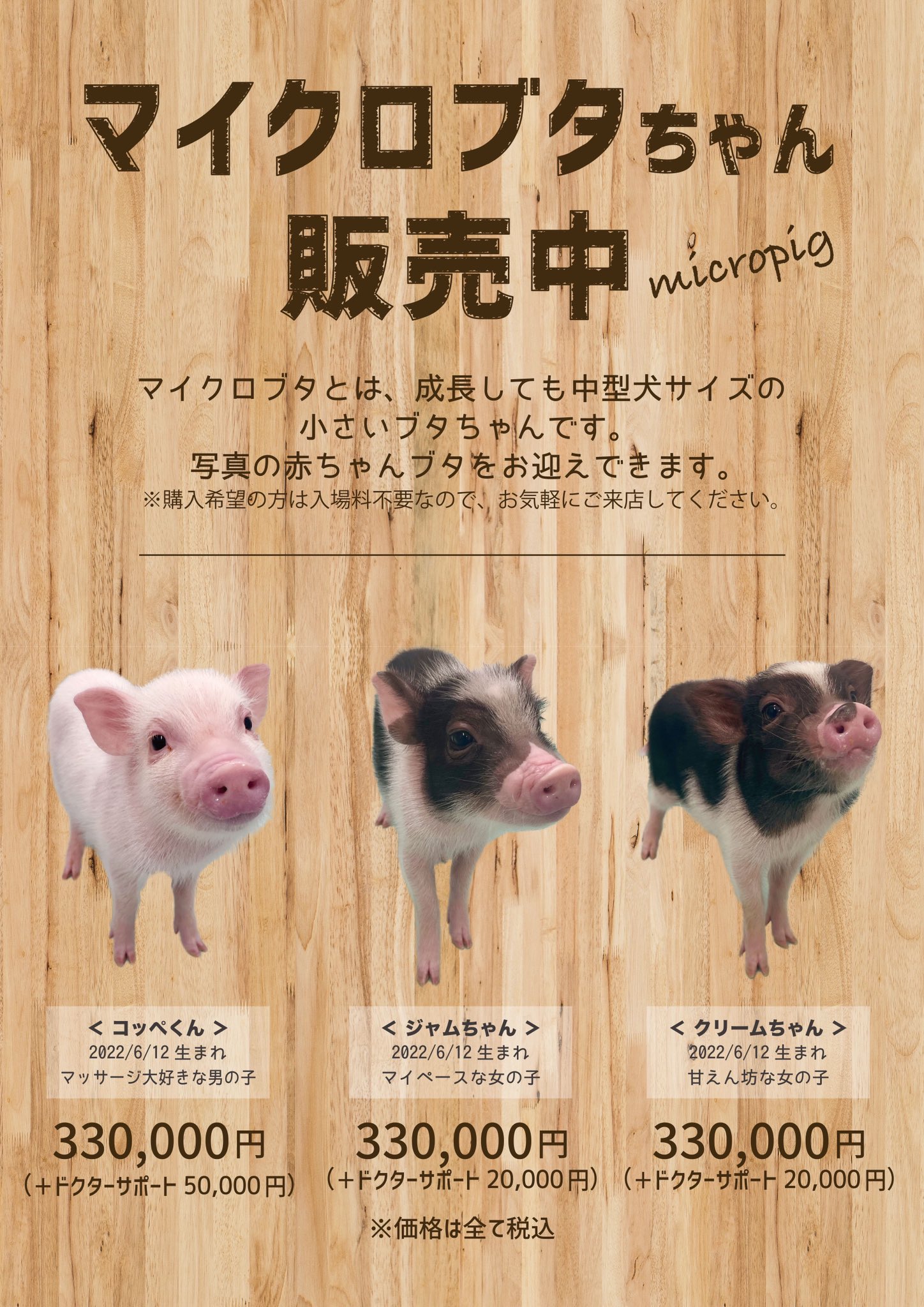 マイクロブタ こうめ Koume Micropig Twitter