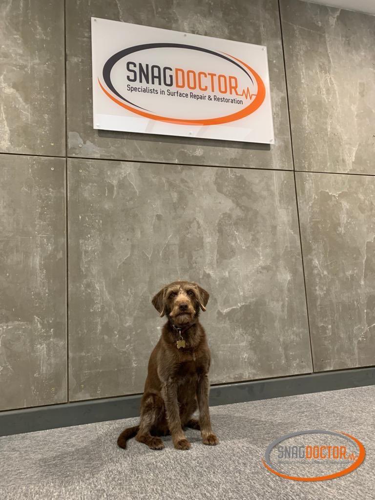 SnagDoctor's tweet photo. It’s International Dog Day! 🐕‍🦺

To mark the occasion our Chief Snag Dogtor and Head of Team Morale ‘Woods’ has popped in to see us this morning! 

Have a great day everyone! 🐾

https://t.co/Nmfwmyl2c8

#internationaldogday #snagdotor https://t.co/bWFQ14680T