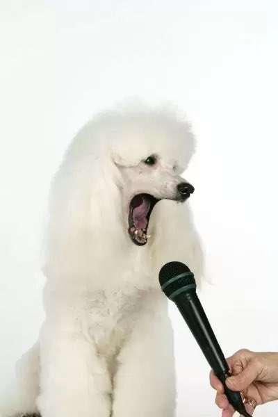 We've had so-o-o many requests lately for an open mic night, so we're thinking of doing it on Thursdays with free entry... what do you think?