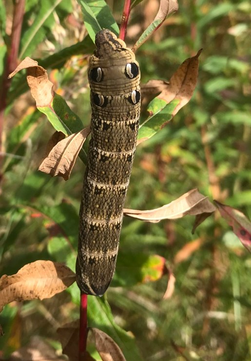 Dawn was quite rightly excited to spot this fantastic example of an Elephant Hawk-moth caterpillar on its preferred food plant, Rosebay Willowherb, at Dunhog Moss. It pays to keep an eye out for the small things...or not so small in this case!! Well done Dawn. <a href="/ScotWildlife/">Scottish Wildlife Trust</a>