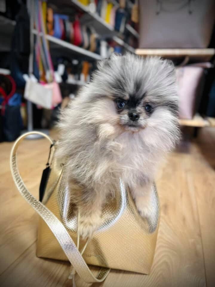 Ce vendredi 26 août, nous célébrons la #JourneeMondialeDuChien. Une journée qui nous rappelle l'importance de la place que prend dans nos vies ce fidèle compagnon. A #Caudebec très attachés au bien-être animal, nous menons de nombreuses actions #BienEtreAnimal #métropole #rouen