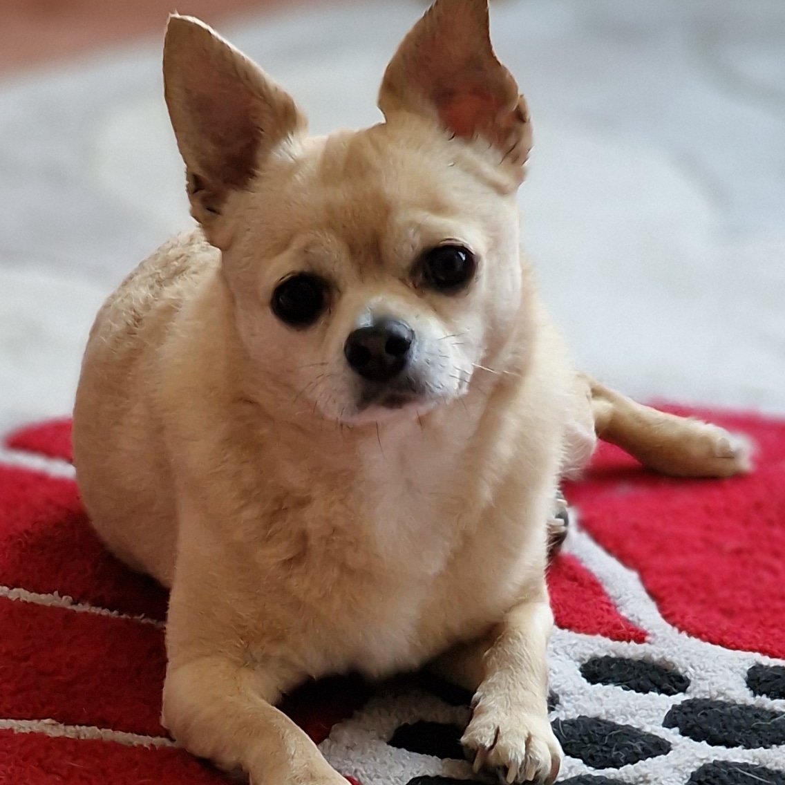 Had a bit of a break from twitter but now I'm back. Bit of morning cuteness to start the day #Chihuahua #DogsOnTwitter