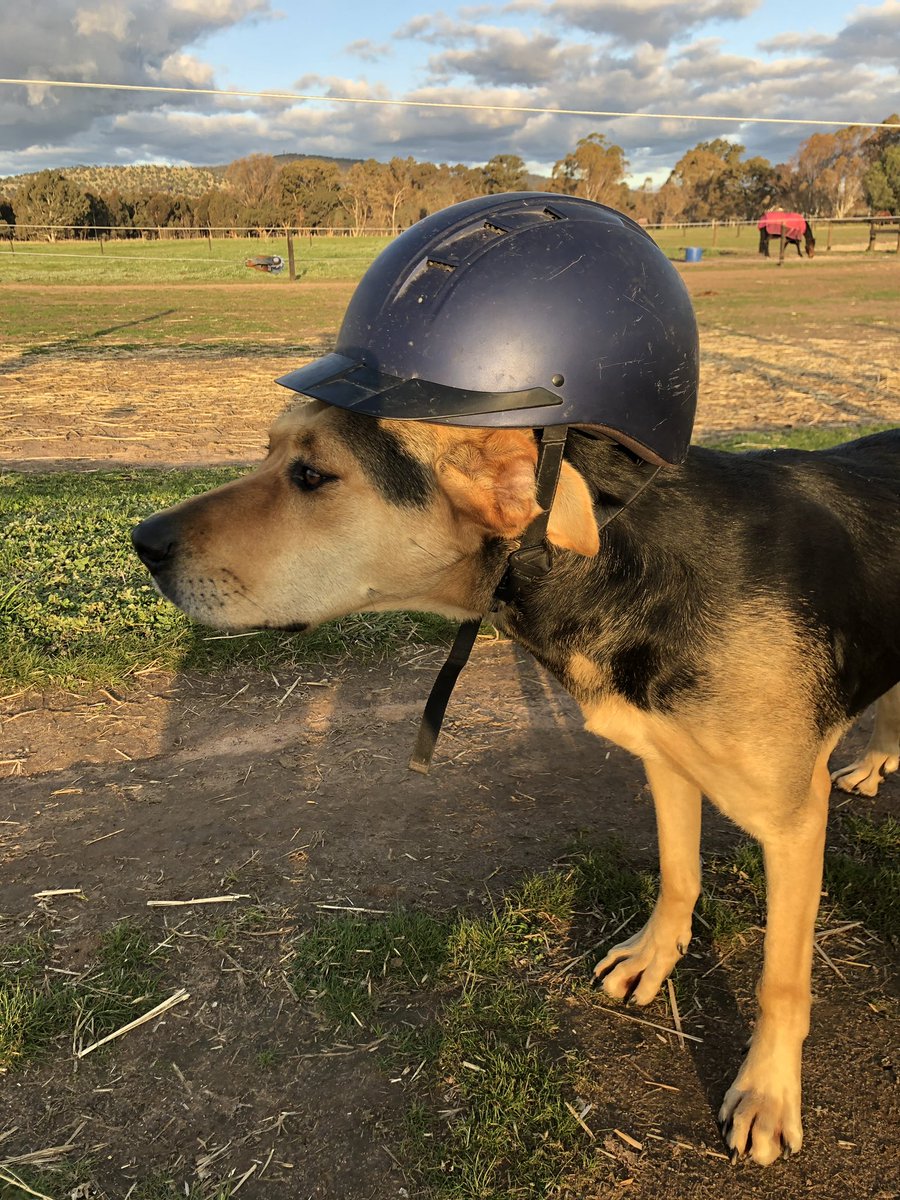 CobeLodge's tweet photo. #theapprentice #nzhuntaway #kiwijock https://t.co/1C543vLmOZ