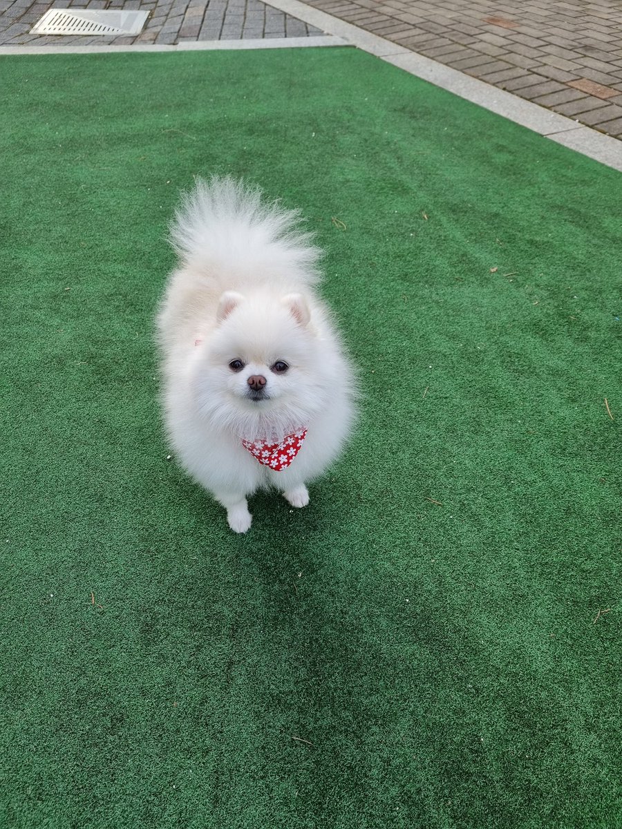 cherry160616's tweet photo. 귀여운 턱받이 https://t.co/59ch9Rke0v