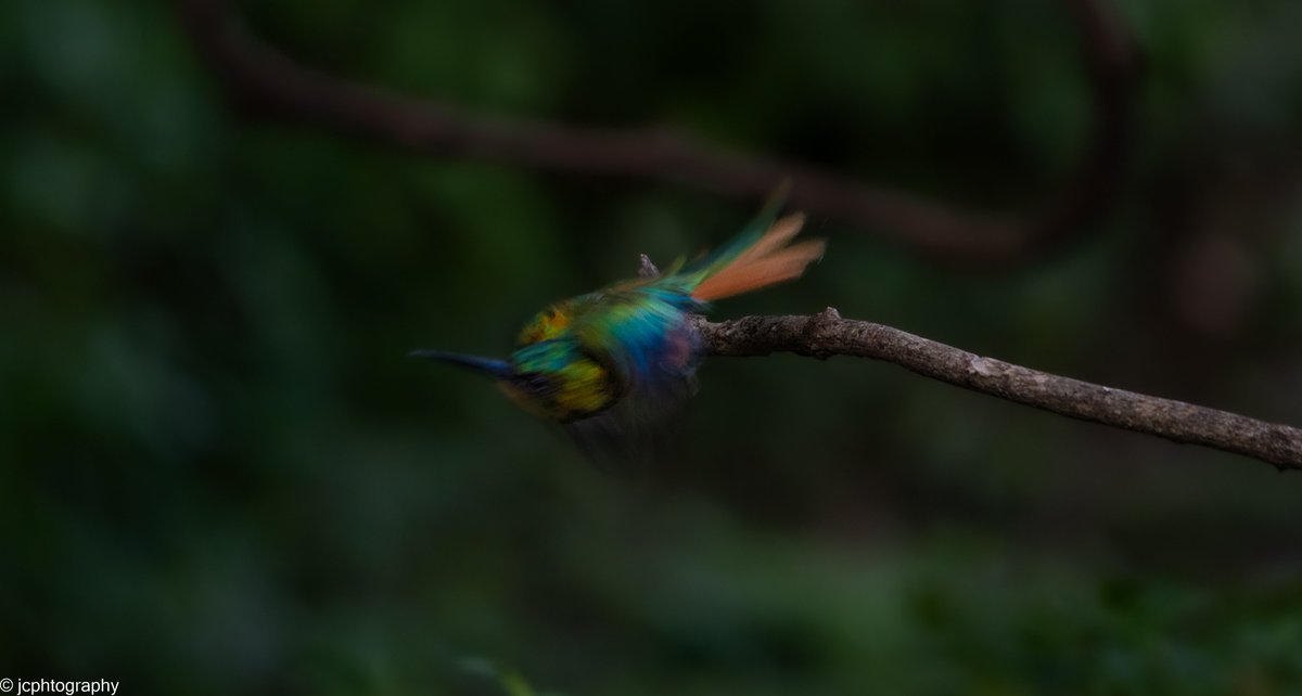 jcphtography's tweet photo. Jacamar take off! Tobago https://t.co/e85BF9jI61