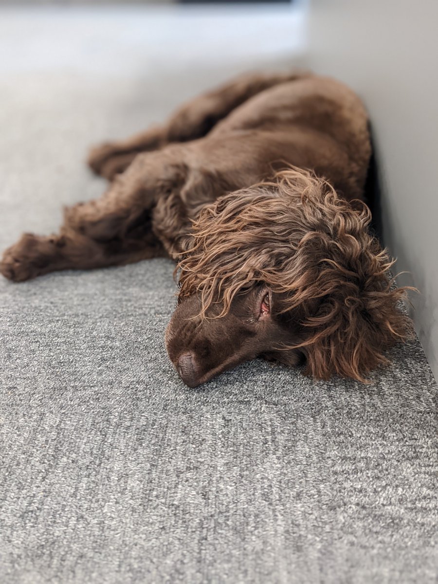 xmas4schools's tweet photo. It's #InternationalDogDay today, and office dog Jim is absolutely ready for the bank holiday.

Aren't we all, Jim. Aren't we all.

#xmas4schools https://t.co/lp9J2aDIMr