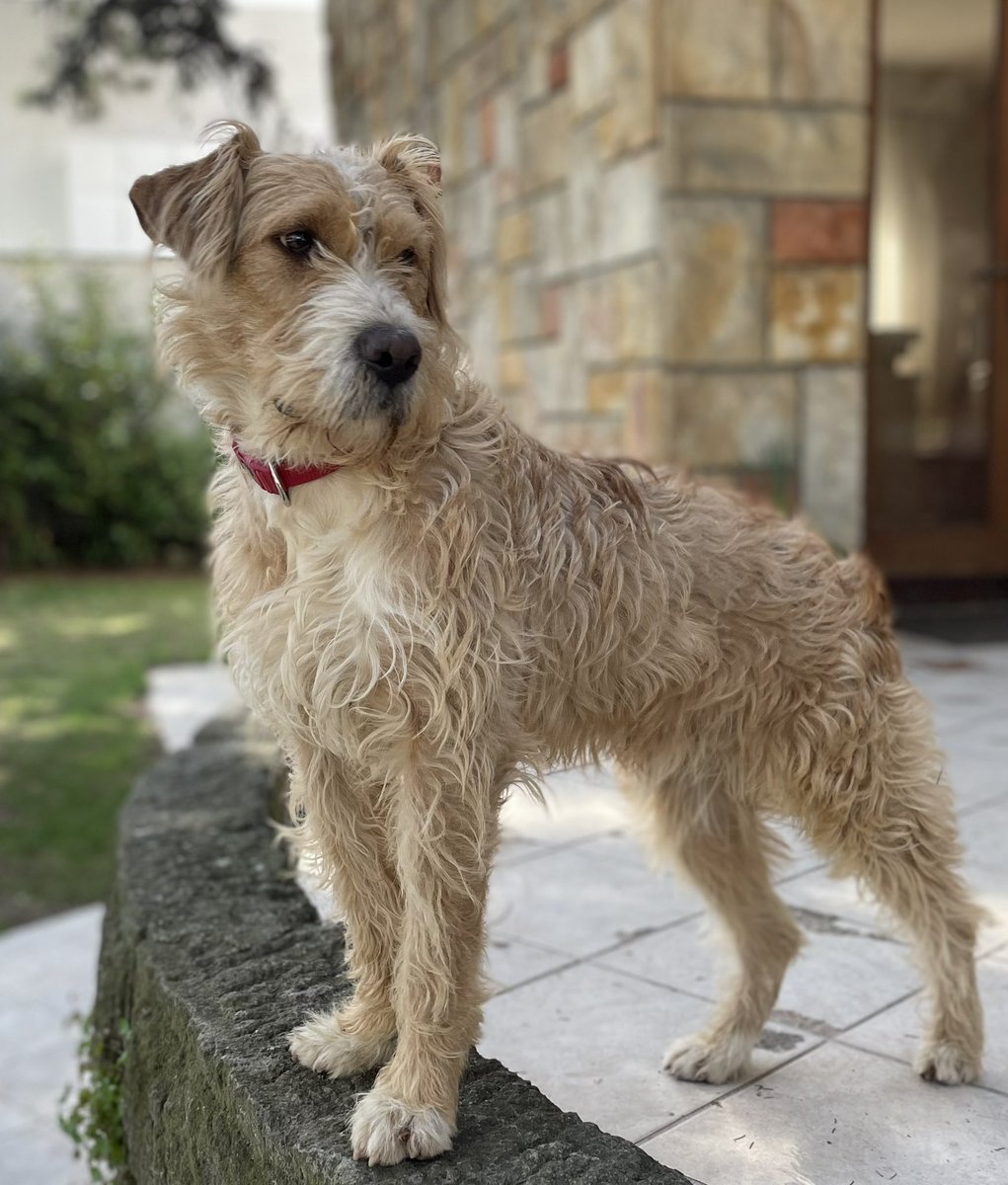 Ljiljan65880270's tweet photo. Zule je veoma tuzan, niko ga nije pozeleo u svom domu😢Star je 1.5 god, srednje rase, velika maza,druzeljubiv🐕Prevoz obezbedjen🐾Molila bih najjaci RT da usrecimo ovog lepotana🙏 https://t.co/Iqe4GCQb2Z