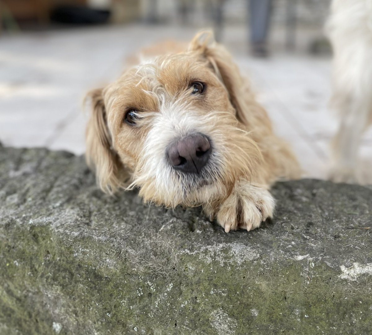 Ljiljan65880270's tweet photo. Zule je veoma tuzan, niko ga nije pozeleo u svom domu😢Star je 1.5 god, srednje rase, velika maza,druzeljubiv🐕Prevoz obezbedjen🐾Molila bih najjaci RT da usrecimo ovog lepotana🙏 https://t.co/Iqe4GCQb2Z