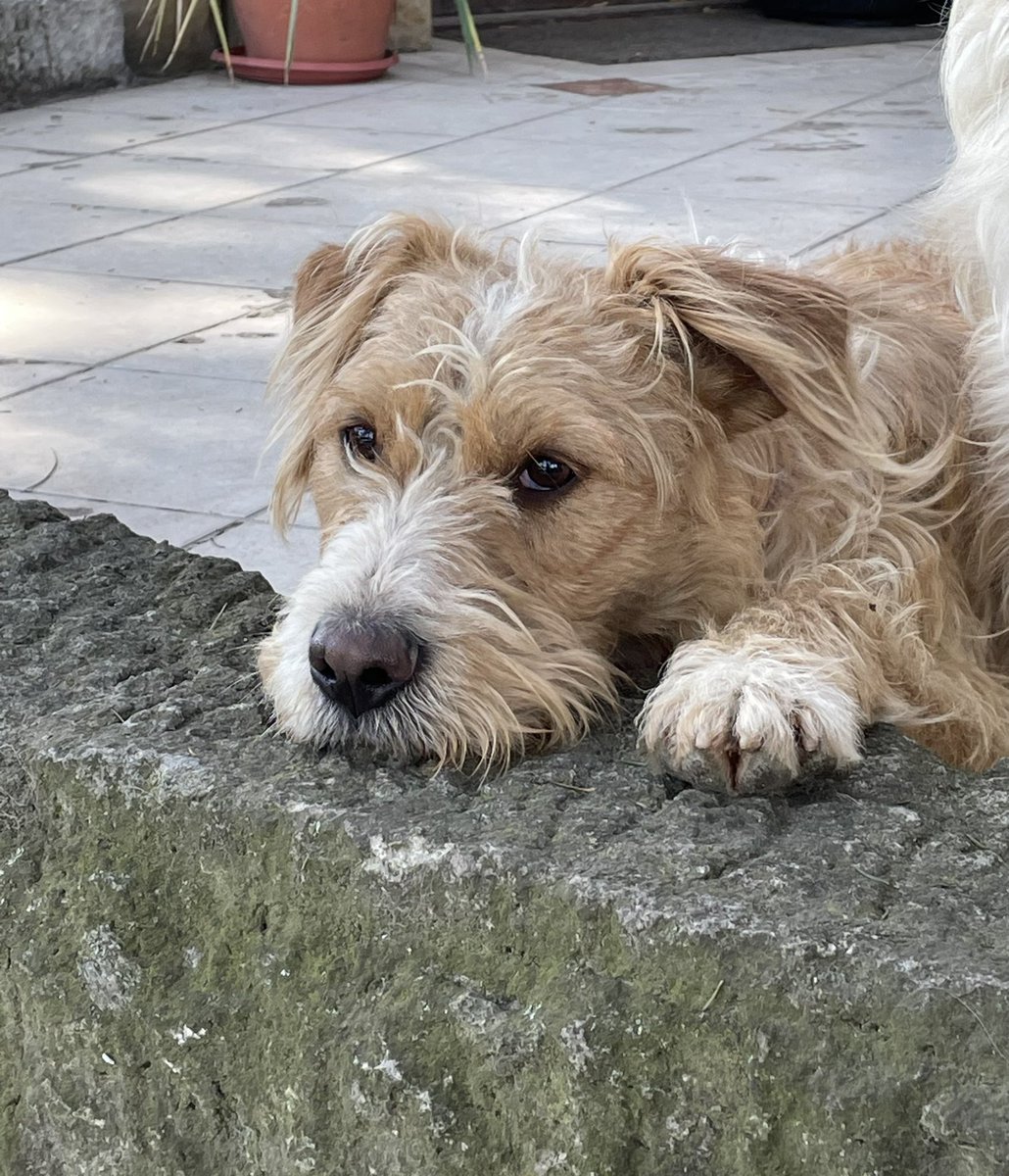 Ljiljan65880270's tweet photo. Zule je veoma tuzan, niko ga nije pozeleo u svom domu😢Star je 1.5 god, srednje rase, velika maza,druzeljubiv🐕Prevoz obezbedjen🐾Molila bih najjaci RT da usrecimo ovog lepotana🙏 https://t.co/Iqe4GCQb2Z