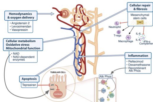 YukiKotani5's tweet photo. This paper @yourICM mentions angiotensin II as a new drug for #AKI.
#Ang2 may increase survival as well as liberation from #RRT in shock patients with AKI requiring RRT. RCTs are needed to assess this promising effect of Ang2 in #ICU. #FOAMcc #FOAMed
https://t.co/g0E3kwSWtl https://t.co/z9rZUCn4Lh