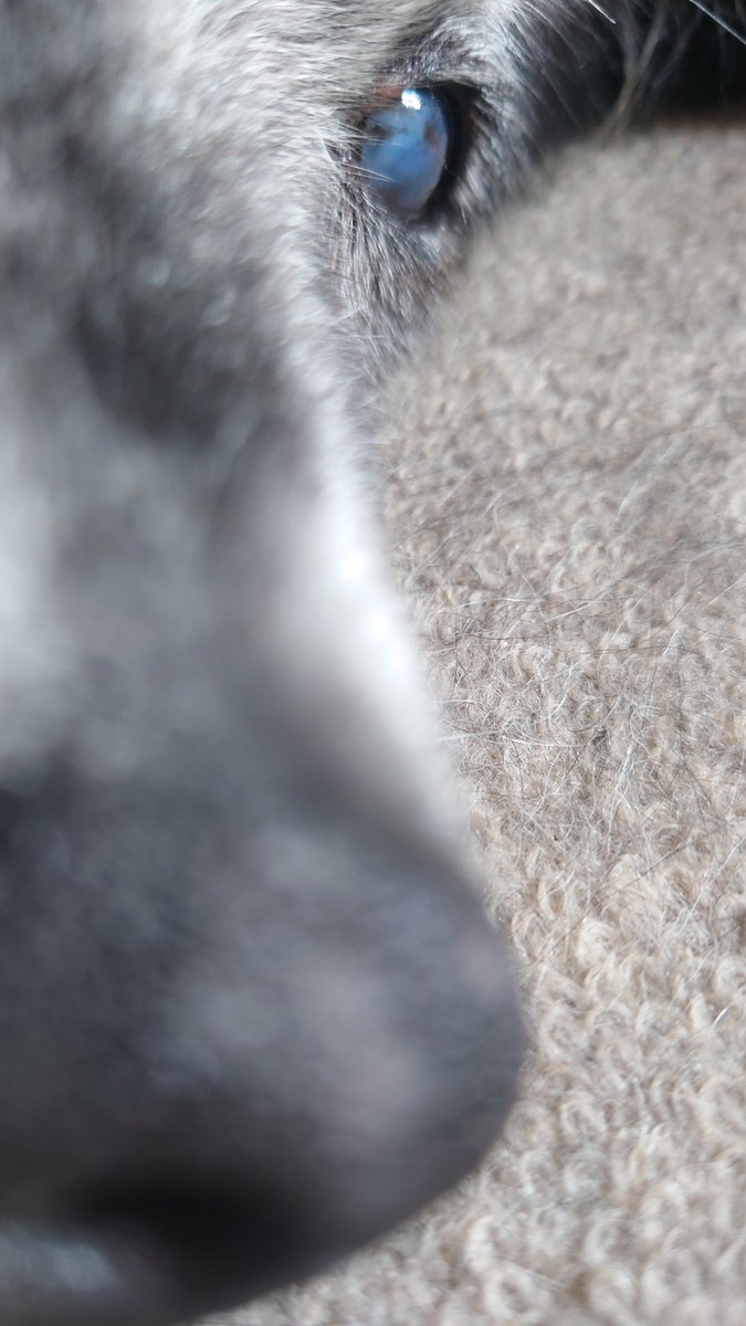 Chuno_Ao's tweet photo. 犬の写真をアップすることはないと言い切っていた宙乃ですが
本日特別に(?)愛犬の写真をば……
これ以降二度と写真をあげることはないでしょう…………
犬をすこれ🐶 https://t.co/AdBqUIVNjl