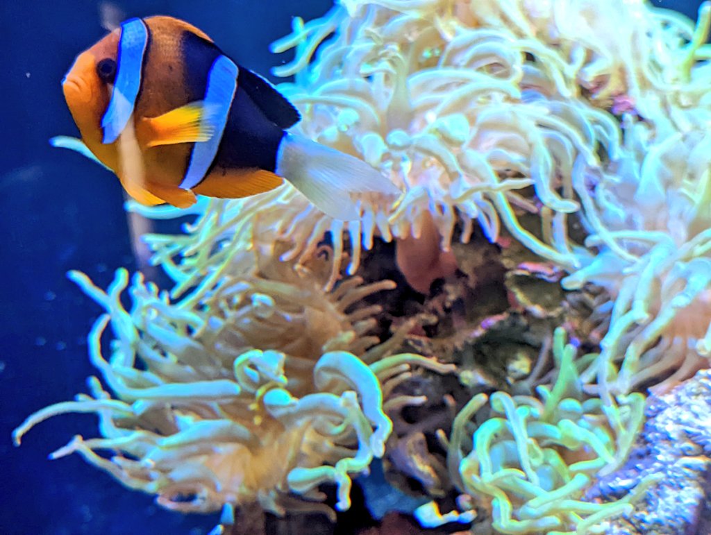 don_donko_1849's tweet photo. 四国水族館🐧🐬🐠🐟
#pixel6pro https://t.co/fj6W9YnfQn