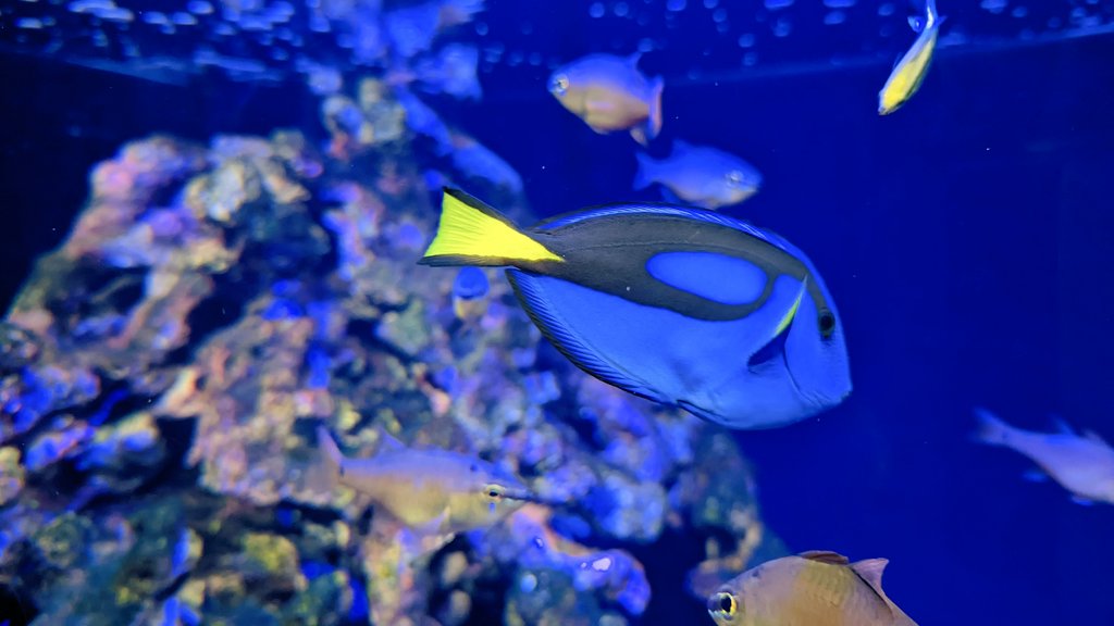 don_donko_1849's tweet photo. 四国水族館🐧🐬🐠🐟
#pixel6pro https://t.co/fj6W9YnfQn