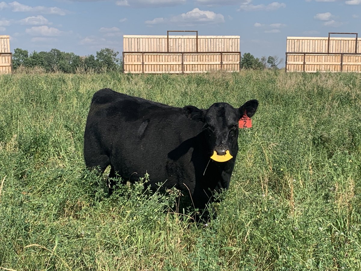 Fall colours #cdnangus #quietwean