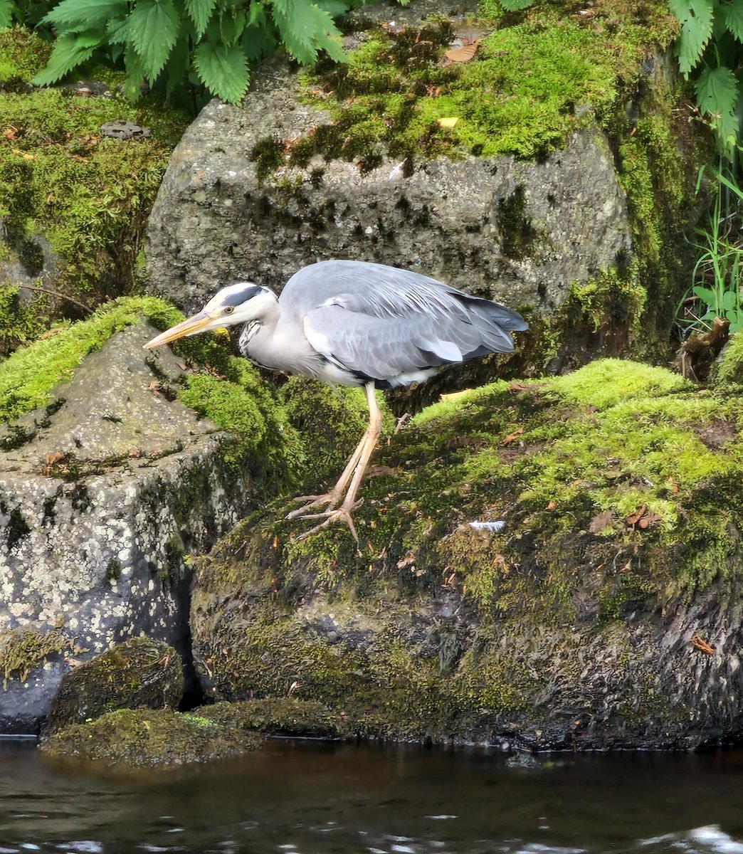 CountryfileMag's tweet photo. Todays' Photo of the Day is a Heron on the Allan Water in Dunblane Scotland captured by Euan McCorquodale #BBCountryfileMagPOTD https://t.co/eCbNPXDRrp