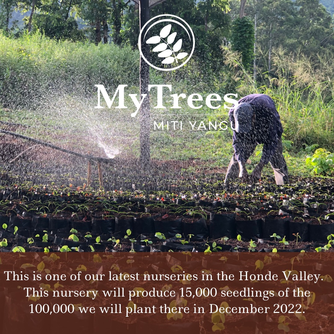 My Trees tweet media