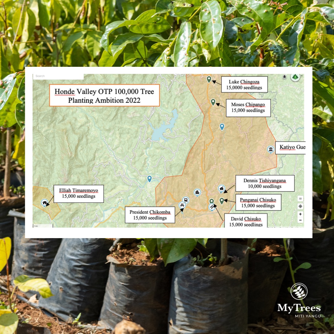 My Trees has been expanding its operational footprint in 2022. In December we will be planting 100,000 trees in Honde Valley. Here are some pictures of the nurseries there.