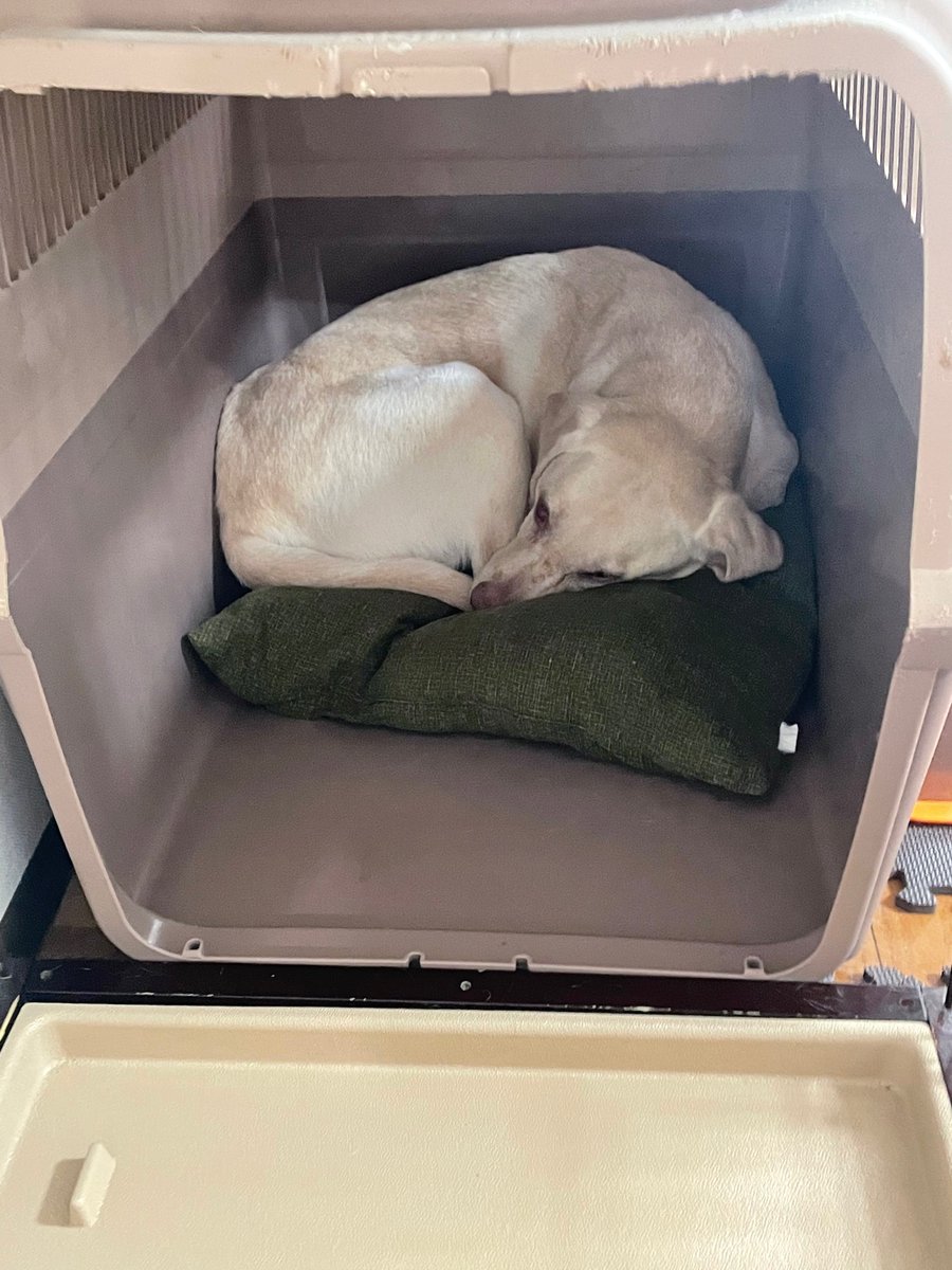 oh_mame69's tweet photo. 今日は引きこもり。

#labradorretriever #ラブラドールレトリバー #犬 #引きこもり https://t.co/5APpLAnYIM