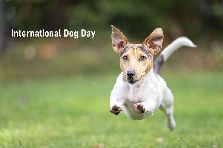 LisaSitompul's tweet photo. HAPPY INTERNATIONAL DOG DAY 2022... 🐶 https://t.co/EcTRdFJqLd