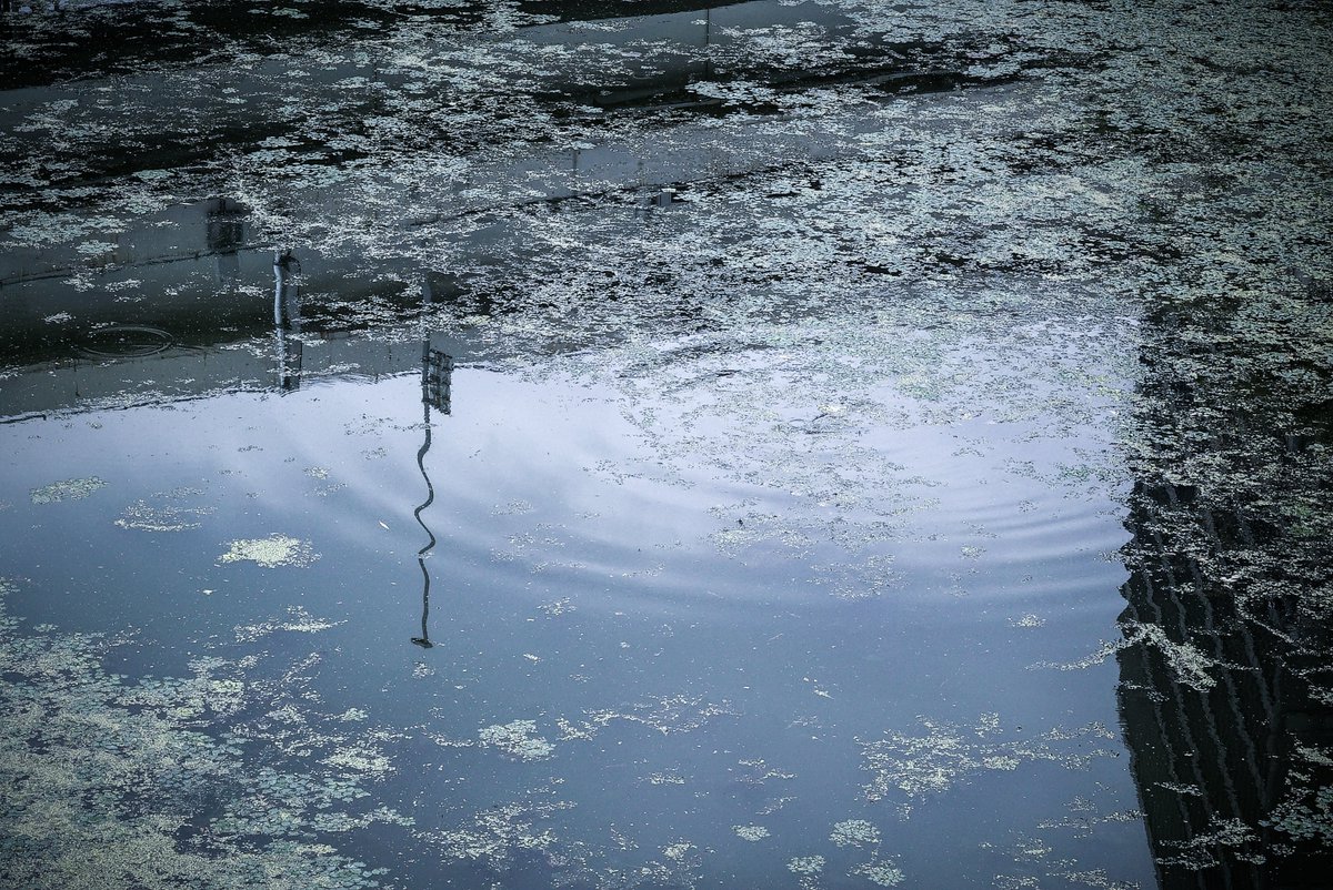 Snake on the water
⚡︎
⚡︎
#波紋 #リフレクション #ゆらぎ #水面 #photography #reflection_shotz #onthewater #ripple