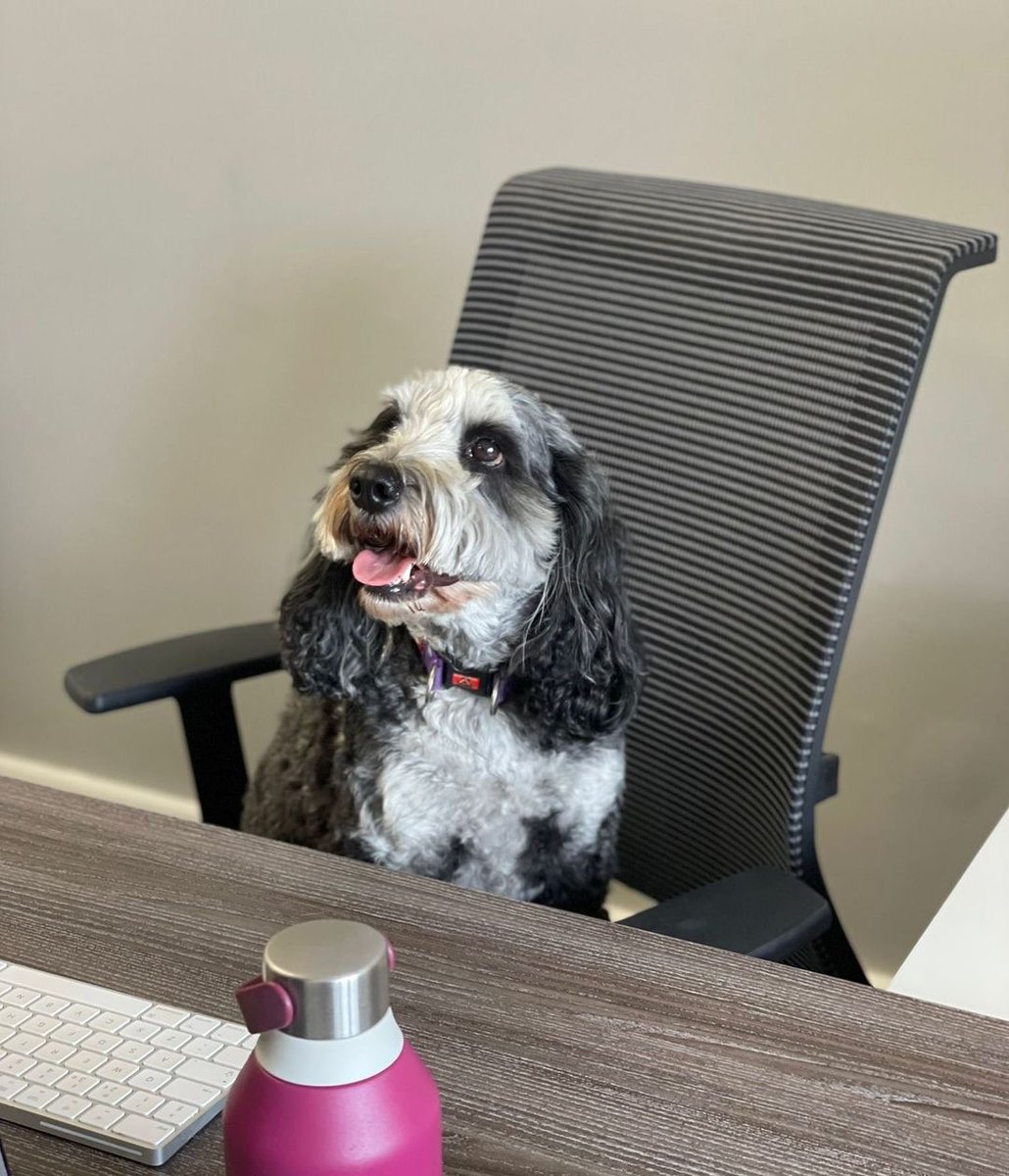 WellsGibsonUK's tweet photo. It's #NationalDogDay 🐾

Say hello to our team's furry friends! Angus the Cockapoo belongs to our Trainee Financial Planner Lori and is a big hit at the office💙

Mac the Cocker Spaniel belongs to our Operations Manager EJ and has melted everyone's hearts 🐶 https://t.co/CnwPEFhsPd
