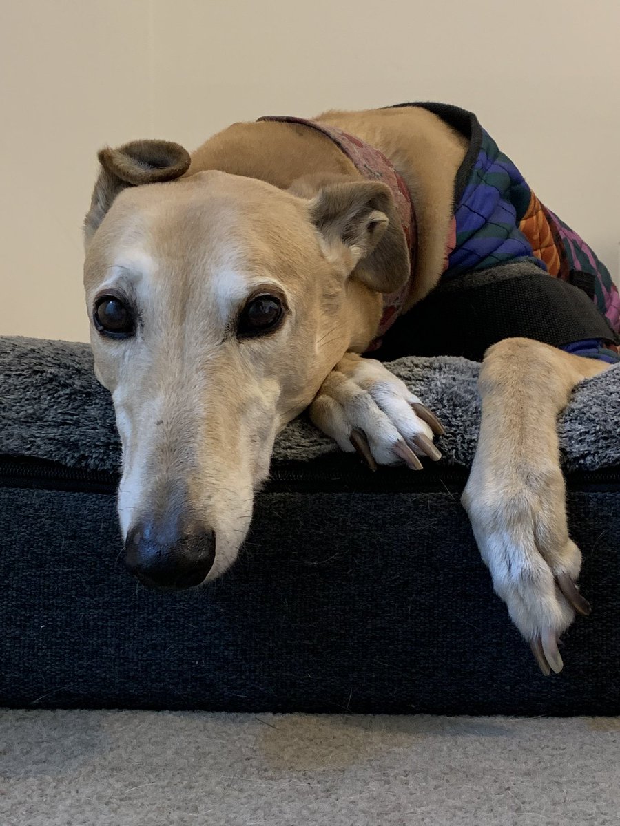 RLH711's tweet photo. @MelanieTait Buster giving blue steel https://t.co/f6HmcMnk6j