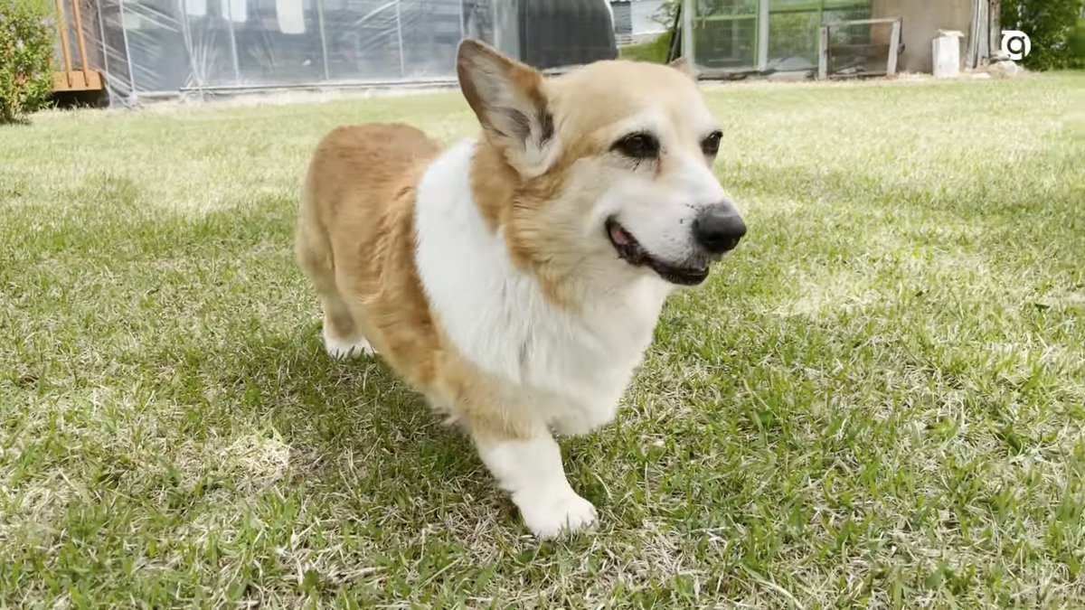 머루야 세계 개의 날이래
우리집 아기도 머루도 건강하깅 ❛ ֊ ❛ ✿

#NationalDogDay