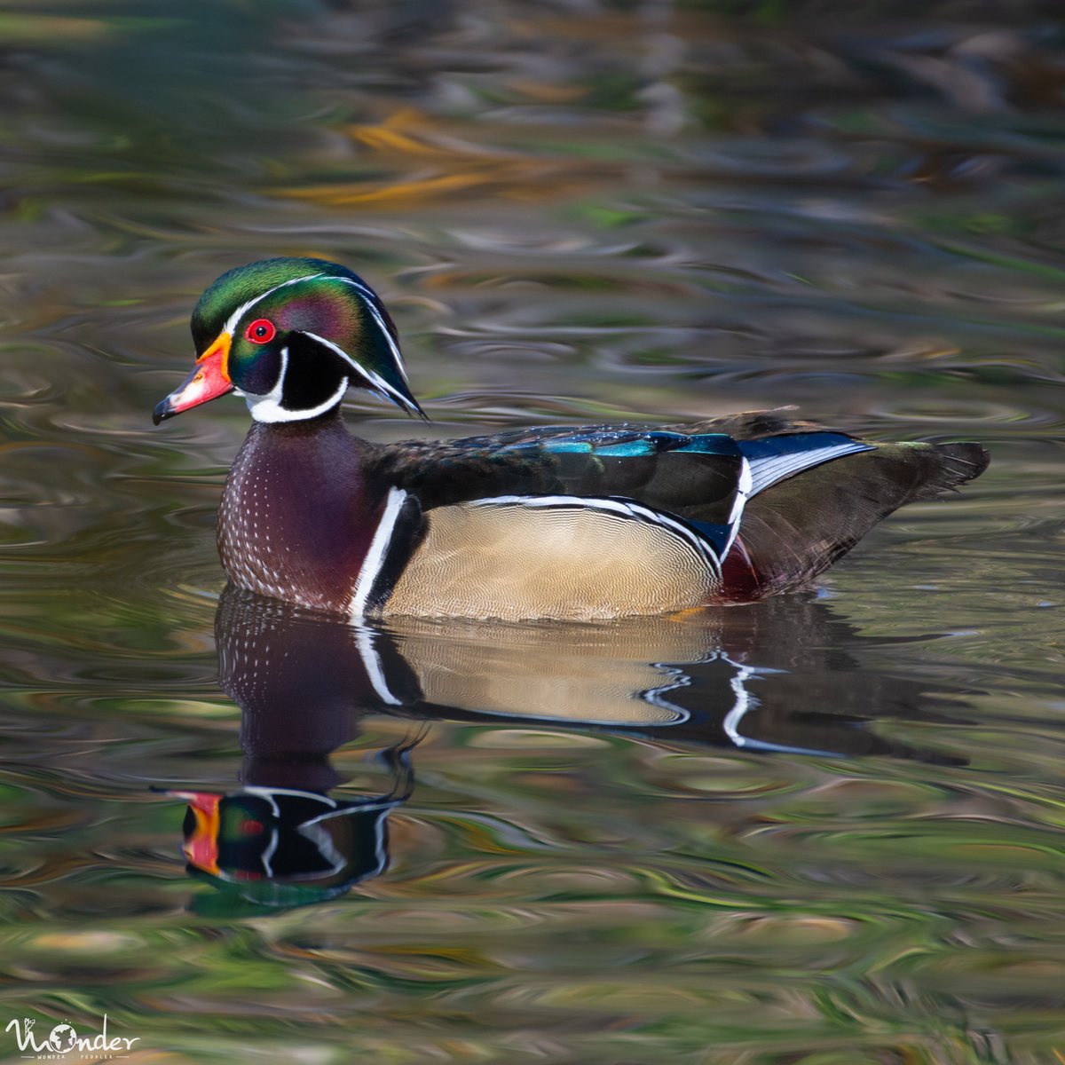 wonderpeddler's tweet photo. Wood Duck or a painted wooden Duck?!

#Birding #WoodDuck #Nikon #EarthCapture https://t.co/dEged6V3Vv
