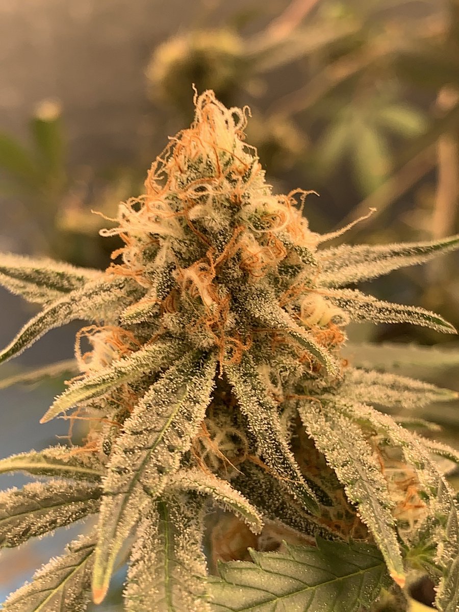 ZaxonStarker's tweet photo. Some pics of Nana Sorbet pheno’s 1&2. #square1genetics #nanasorbet #420 #gaigreen #coastofmaine #beastcoast #sunplixG2800 https://t.co/k7FzzElnMc