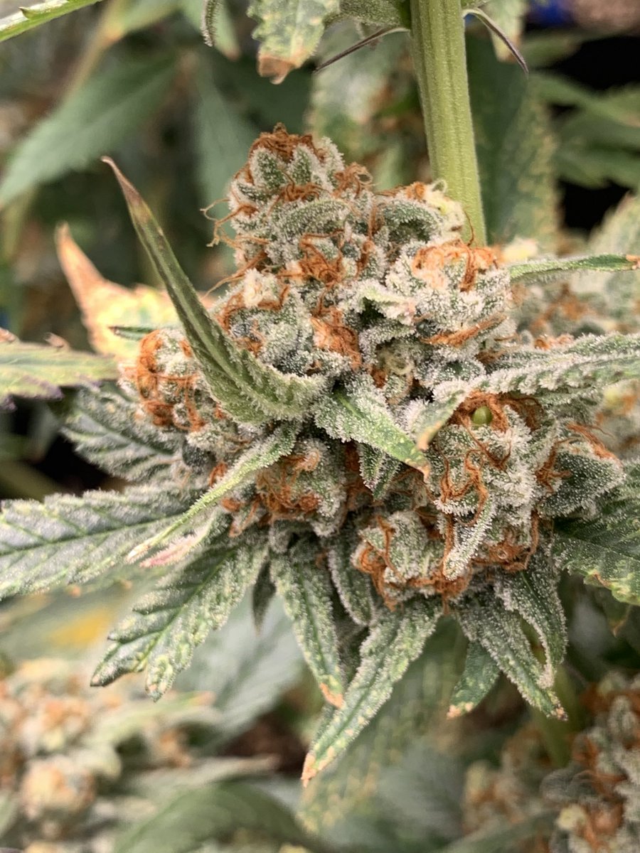 ZaxonStarker's tweet photo. Some pics of Nana Sorbet pheno’s 1&2. #square1genetics #nanasorbet #420 #gaigreen #coastofmaine #beastcoast #sunplixG2800 https://t.co/k7FzzElnMc