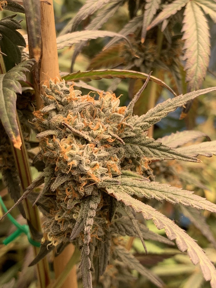 ZaxonStarker's tweet photo. Some pics of Nana Sorbet pheno’s 1&2. #square1genetics #nanasorbet #420 #gaigreen #coastofmaine #beastcoast #sunplixG2800 https://t.co/k7FzzElnMc