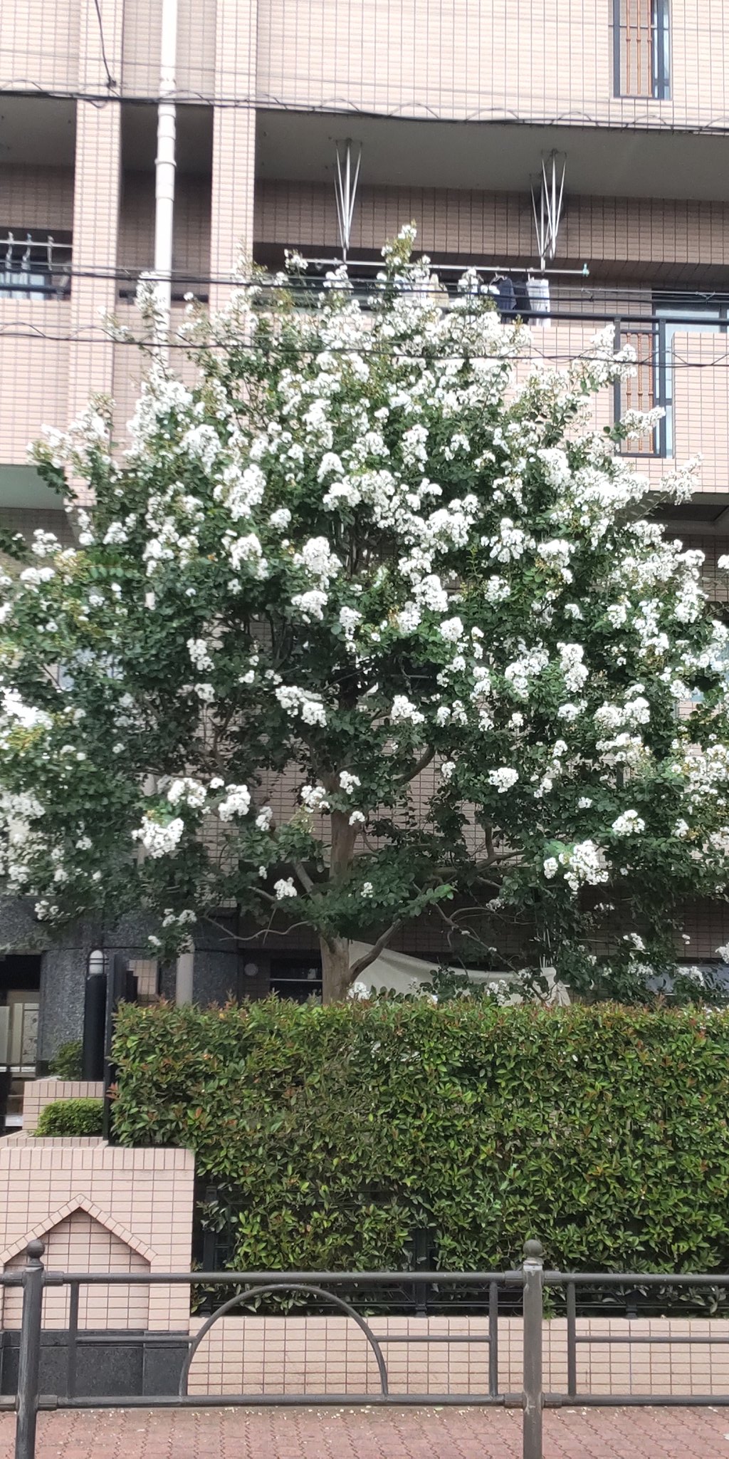 サルスベリの花言葉 Twitter Search Twitter