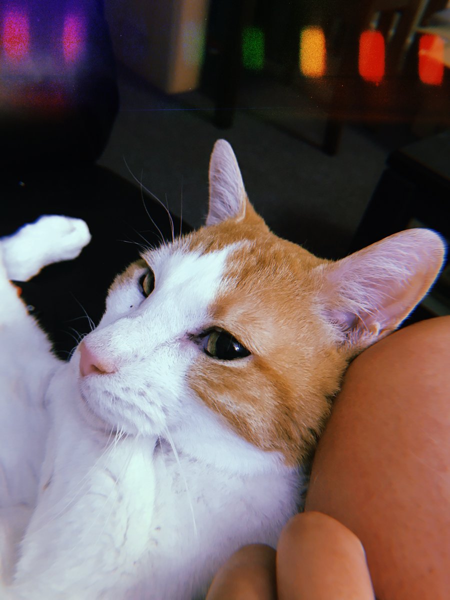 MG_An_MD's tweet photo. @ColeTheBlackCat my best boy Biscuit💙 https://t.co/Y5PVDwkJBG