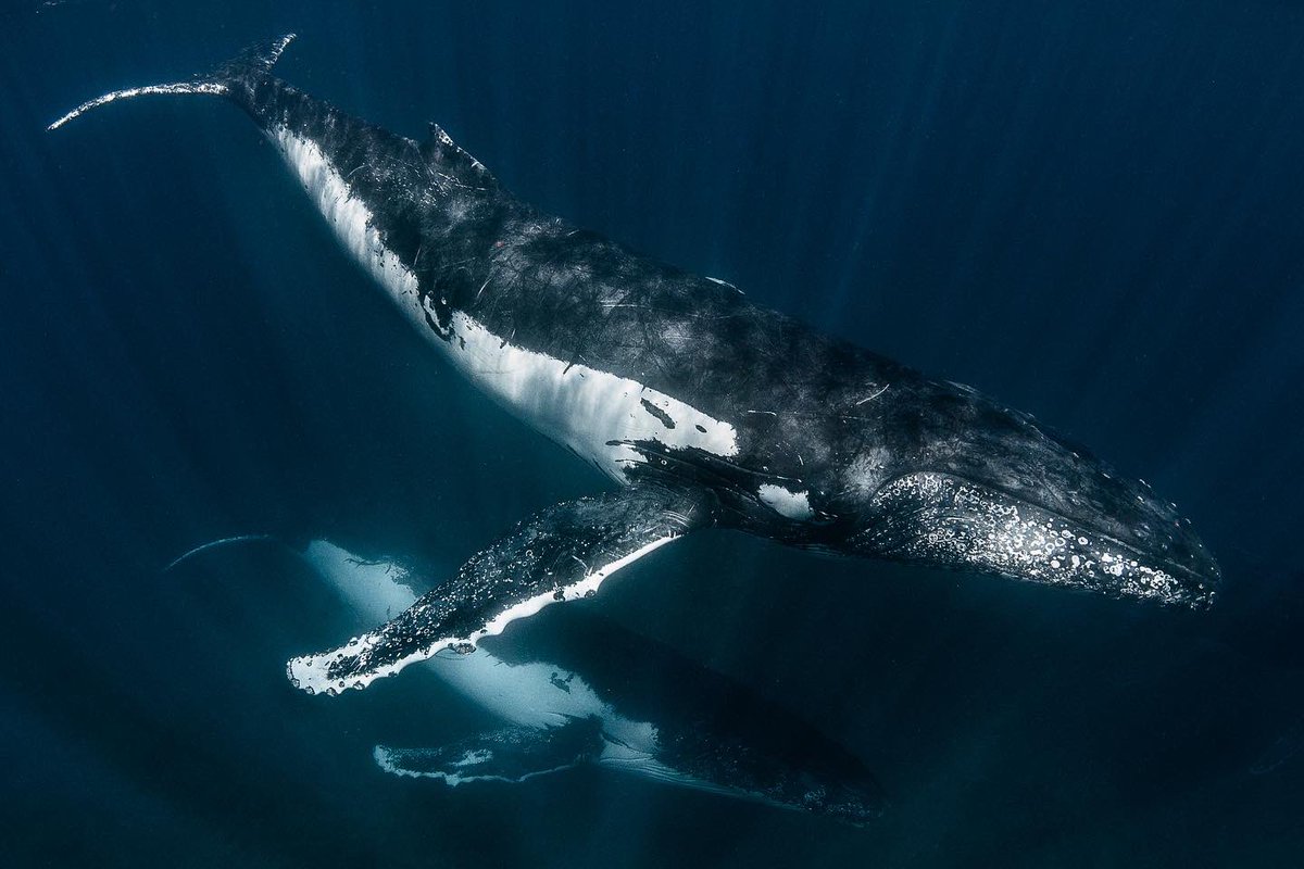 Brooke Pyke tweet media