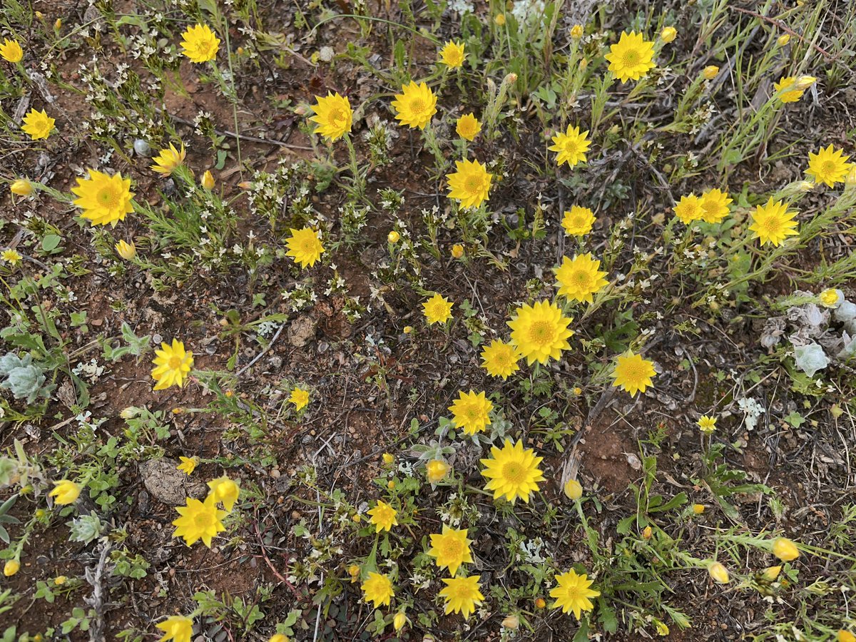 A little bit of grassland bling as we come into spring! 
#daisies #swainsonas #grasslands #wandererhabitat #nswriverineplain