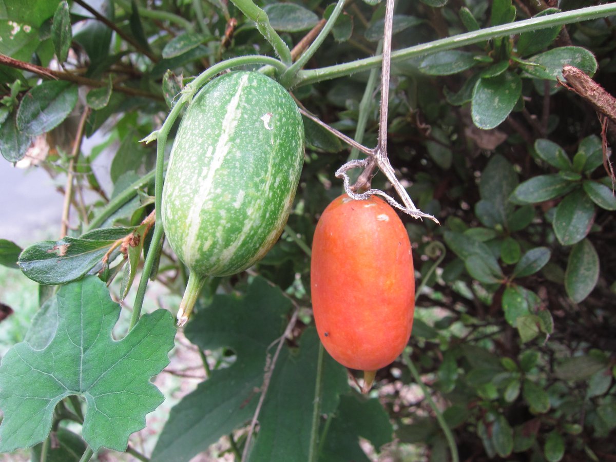 園内で赤く熟しているカラスウリの実を見つけました 秋になると実が色づくので ずいぶんと早い気もしますが もう秋はすぐそこ ちなみに カラスウリ という名の通りれっきとしたウリ科の植物ですが 熟した実はおいしくないそうです 町田市 町田市民ニュース